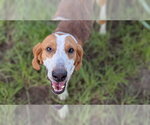 Small Redbone Coonhound Mix
