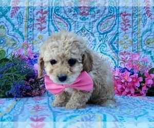 Cavapoo Puppy for sale in LANCASTER, PA, USA