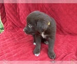 Small Photo #23 Borador Puppy For Sale in MARION, VA, USA