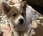 Small Photo #2 Australian Cattle Dog-Pomeranian Mix Puppy For Sale in LAWRENCE, MI, USA