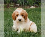 Small #2 Miniature Labradoodle