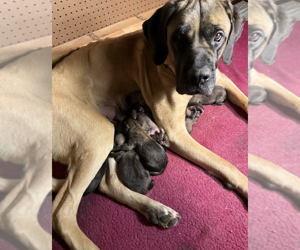 Medium Photo #5 Mastiff Puppy For Sale in LITTLETON, CO, USA