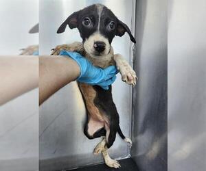 Labrador Retriever-Unknown Mix Dogs for adoption in San Antonio, TX, USA