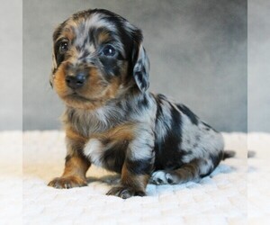 Dachshund Litter for sale in HONEY BROOK, PA, USA