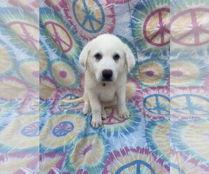 Labrenees Dogs for adoption in New London, WI, USA