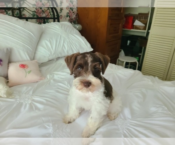 Medium Photo #6 Schnauzer (Miniature) Puppy For Sale in LUFKIN, TX, USA