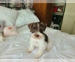 Small #5 Schnauzer (Miniature)