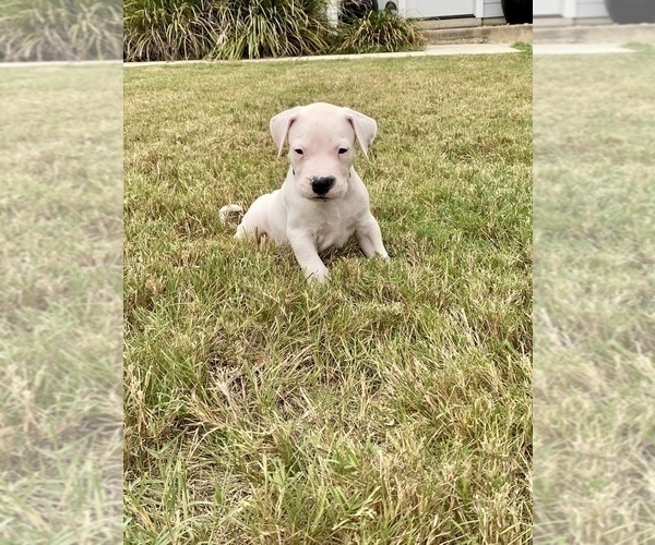 Medium Photo #9 Dogo Argentino Puppy For Sale in SAN ANTONIO, TX, USA
