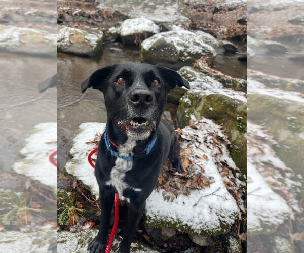 Medium Photo #5 Labrador Retriever-Unknown Mix Puppy For Sale in Rockaway, NJ, USA