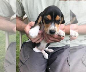 Beagle Puppy for sale in LAKE VILLAGE, IN, USA