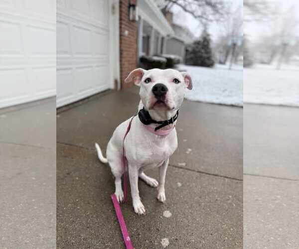 Medium Photo #6 American Staffordshire Terrier-Unknown Mix Puppy For Sale in Sheboygan, WI, USA