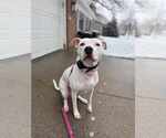 Small #5 American Staffordshire Terrier Mix