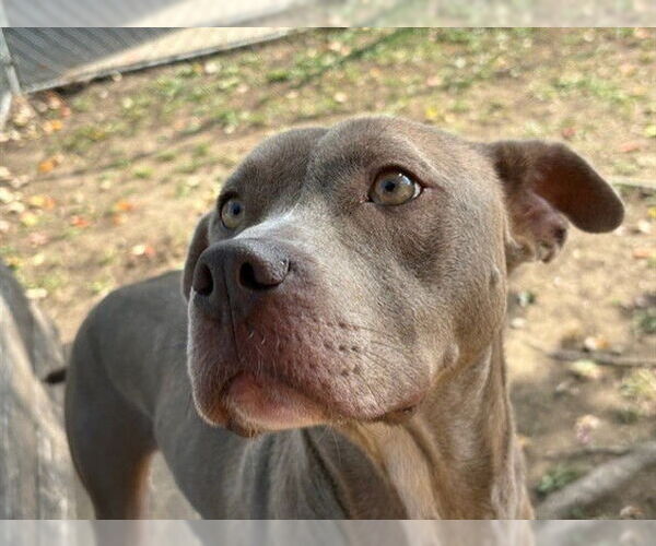 Medium Photo #1 American Pit Bull Terrier Puppy For Sale in Tulsa, OK, USA