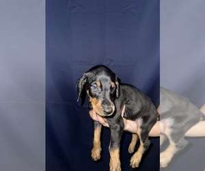 Medium Doberman Pinscher