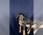 Puppy 4 Doberman Pinscher