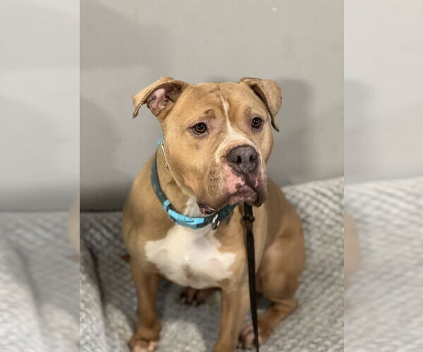 Medium Photo #4 American Staffordshire Terrier Puppy For Sale in Dana Point, CA, USA