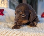 Small #10 Dachshund