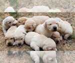 Small Photo #14 Labrador Retriever Puppy For Sale in OLYMPIA, WA, USA