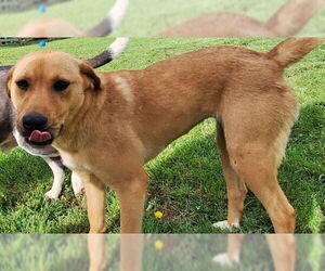 Labrador Retriever-Unknown Mix Dogs for adoption in Newfoundland, PA, USA