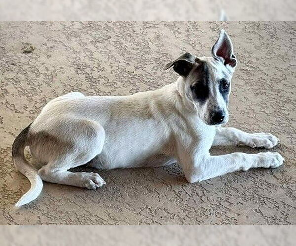 Medium Photo #3 Labrador Retriever-Unknown Mix Puppy For Sale in Genesee, WI, USA