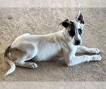 Small #2 Labrador Retriever Mix