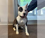 Small #1 American Pit Bull Terrier