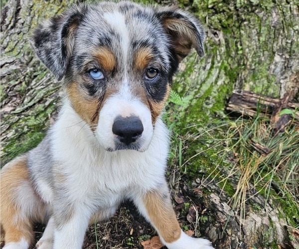 Medium Photo #3 Australian Shepherd Puppy For Sale in MABEL, MN, USA