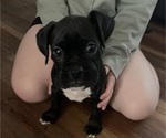 Small Photo #1 Boxer Puppy For Sale in FORT MYERS, FL, USA