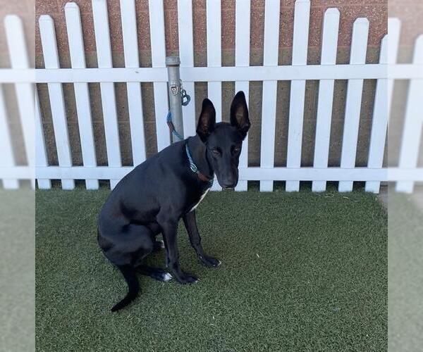 Medium Photo #1 Doberman Pinscher-Great Dane Mix Puppy For Sale in Modesto, CA, USA