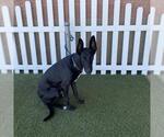 GRACIE - Female Doberman Pinscher-Great Dane Mix Dog for Adoption - Small photo