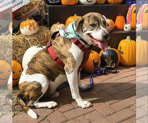 American Staffordshire Terrier-Boxer Mix Dogs for adoption in Myrtle Beach, SC, USA