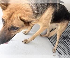 A661458 - Female German Shepherd Dog Dog for Adoption - Photo #2