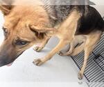 Small Photo #2 German Shepherd Dog Puppy For Sale in Houston, TX, USA