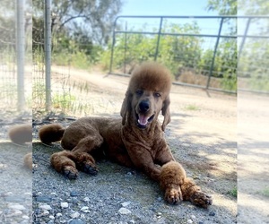 Poodle (Standard) Puppy for Sale in PORTERVILLE, California USA