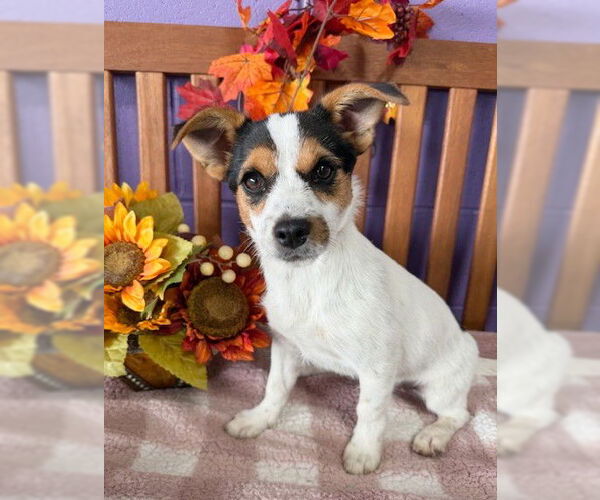 Medium Photo #2 Australian Shepherd-Unknown Mix Puppy For Sale in Genesee, WI, USA