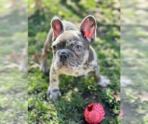 French Bulldog Puppy for Sale in SACRAMENTO, California USA