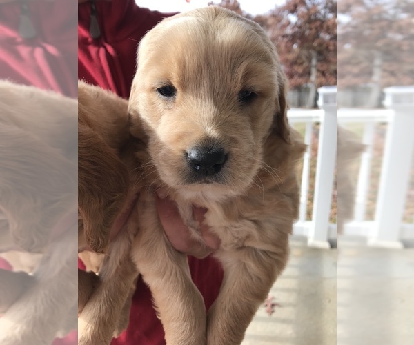 Medium Photo #1 Golden Retriever Puppy For Sale in STOKESDALE, NC, USA