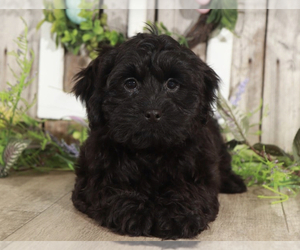 ShihPoo Puppy for sale in MOUNT VERNON, OH, USA