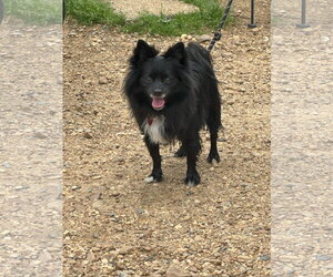 Pomeranian Dogs for adoption in Jackson, MS, USA