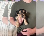 Puppy 2 Yorkshire Terrier