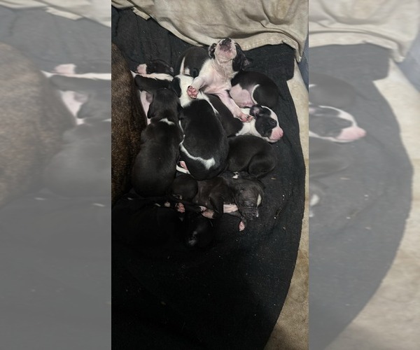 Medium Photo #1 American Pit Bull Terrier Puppy For Sale in GARY, IN, USA