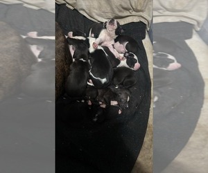 American Pit Bull Terrier Puppy for sale in GARY, IN, USA