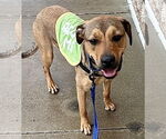 Small #8 Labrador Retriever Mix