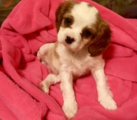 Cavalier King Charles Spaniel Puppy for sale in LOS ANGELES, CA, USA