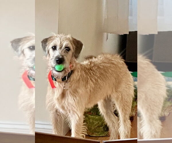 Medium Photo #2 Unknown-Wheaten Terrier Mix Puppy For Sale in Brewster, NY, USA