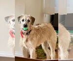 Small #1 Wheaten Terrier Mix