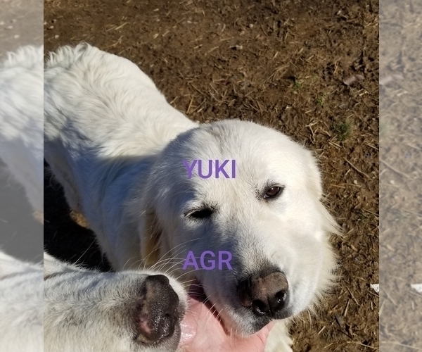 Medium Photo #1 Great Pyrenees Puppy For Sale in SCOTTSVILLE, KY, USA