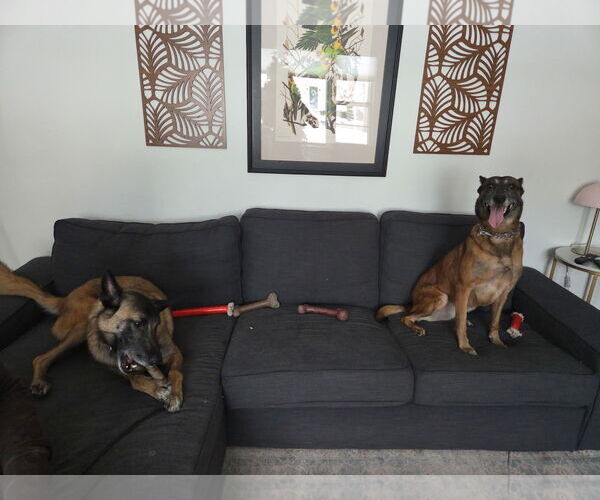 Medium Photo #6 Mutt Puppy For Sale in Stevens Point, WI, USA