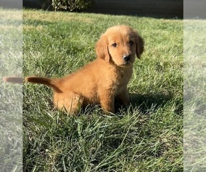 Golden Retriever Puppy for sale in INDIANAPOLIS, IN, USA