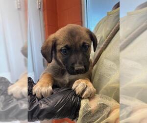 Mutt Dogs for adoption in Pueblo, CO, USA